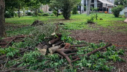 Sarandi divulga cronograma de recolhimento de galhos e podas; moradores devem se organizar para as datas